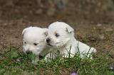 WESTIE 501